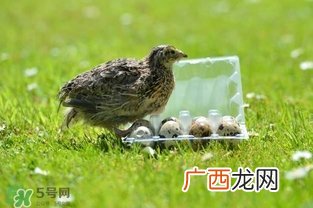 孕妇吃鹌鹑蛋会长斑吗？孕妇吃鹌鹑蛋好还是鸡蛋好？