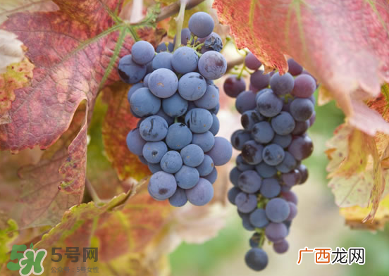 玫瑰香葡萄孕妇能吃吗？孕妇可以吃玫瑰香葡萄吗？