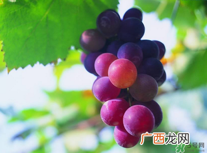孕妇吃葡萄可以吃皮吗?孕妇吃葡萄宝宝眼睛大