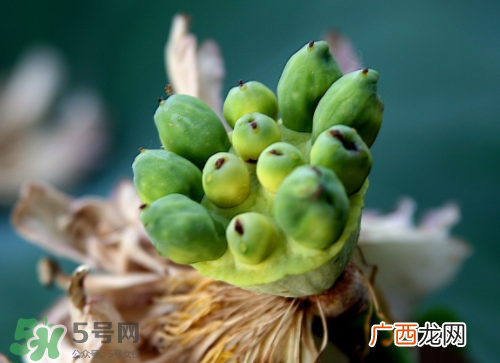 新鲜莲蓬孕妇能吃吗？孕妇可以吃新鲜莲蓬吗？