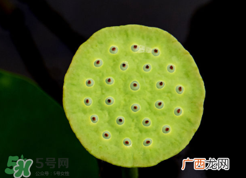 新鲜莲蓬孕妇能吃吗？孕妇可以吃新鲜莲蓬吗？