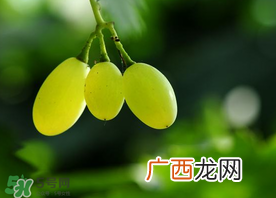 青提孕妇可以吃吗？孕妇可以吃青提子吗？