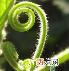 南瓜藤孕妇可以吃吗？怀孕可以吃南瓜藤吗？