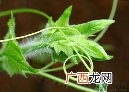 南瓜藤孕妇可以吃吗？怀孕可以吃南瓜藤吗？