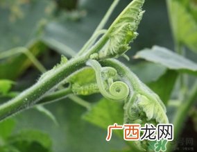 南瓜藤孕妇可以吃吗？怀孕可以吃南瓜藤吗？