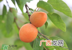 黄杏孕妇可以吃吗？孕妇可以吃黄杏吗？