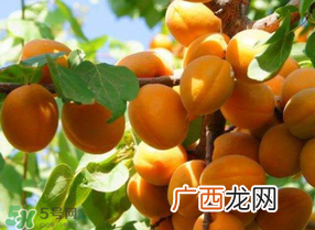 黄杏孕妇可以吃吗？孕妇可以吃黄杏吗？