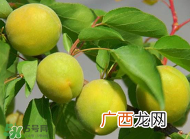 孕妇可以吃青杏吗？青杏孕妇能吃吗？