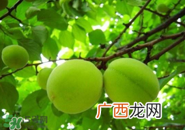 孕妇可以吃青杏吗？青杏孕妇能吃吗？