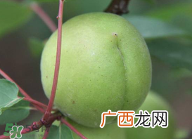 孕妇可以吃青杏吗？青杏孕妇能吃吗？