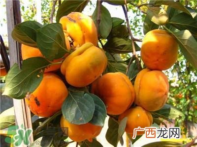 孕妇能吃柿子吗？孕妇能吃柿子饼吗？