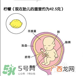 怀孕四个月需要做什么检查？怀孕四个月胎儿图