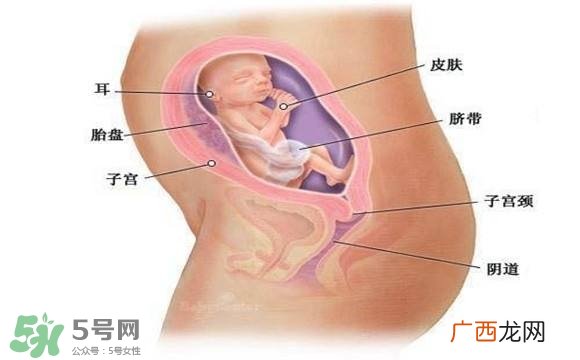 怀孕四个月需要做什么检查？怀孕四个月胎儿图