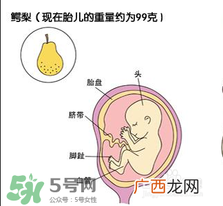 怀孕四个月需要做什么检查？怀孕四个月胎儿图