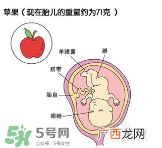 怀孕四个月需要做什么检查？怀孕四个月胎儿图