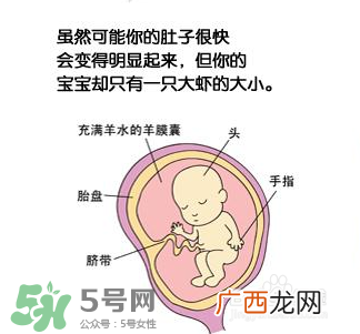 怀孕四个月需要做什么检查？怀孕四个月胎儿图