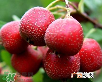 孕妇不能吃的水果有哪些？孕妇不能吃的蔬菜