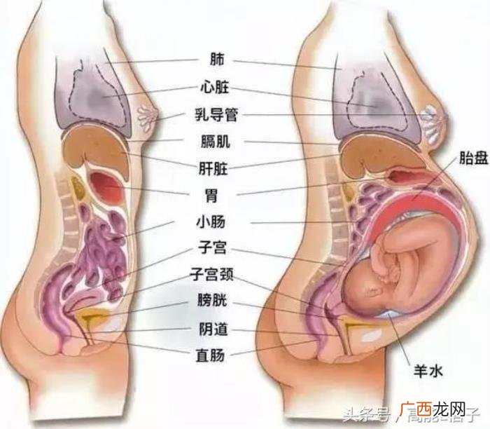 陈浩民老婆，陈浩民老婆蒋丽莎回应五年剖腹产四胎