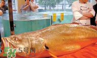 孕妇能吃金钱鳖吗？怀孕期间能不能吃金钱鳖？