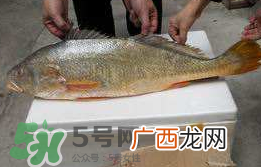 孕妇能吃金钱鳖吗？怀孕期间能不能吃金钱鳖？