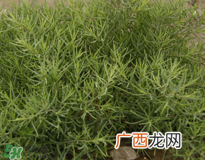 阳沟菜孕妇可以吃吗？孕妇能吃阳沟菜吗？