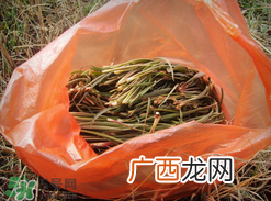阳沟菜孕妇可以吃吗？孕妇能吃阳沟菜吗？