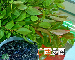 乌饭树叶孕妇可以吃吗?孕妇可以吃乌饭树叶吗?