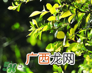 乌饭树叶孕妇可以吃吗?孕妇可以吃乌饭树叶吗?