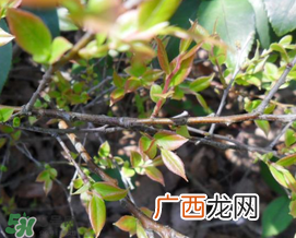 乌饭树叶孕妇可以吃吗?孕妇可以吃乌饭树叶吗?