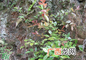 雷公根孕妇可以吃吗?孕妇可以吃雷公根吗?