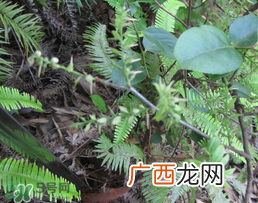 雷公根孕妇可以吃吗?孕妇可以吃雷公根吗?