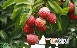 荔枝孕妇可以吃吗？孕妇吃荔枝会流产吗？