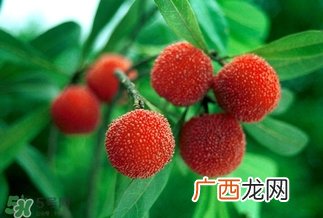 孕妇吃杨梅有什么好处？孕妇梦见吃杨梅是什么意思？