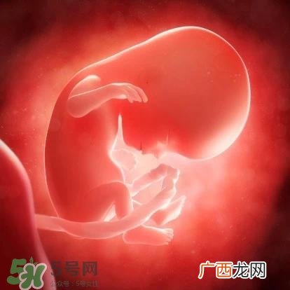 胎儿在妈妈肚子里都会干啥？胎儿的神奇世界