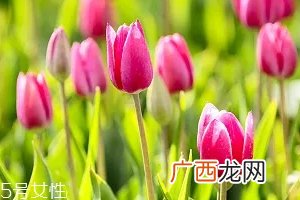 严禁入室的花有哪些？这7种花别养