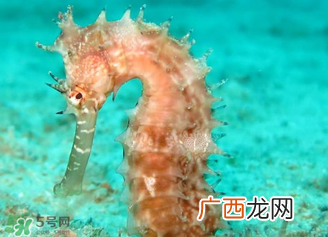 孕妇可以吃海马煲汤吗？海马汤孕妇可以喝吗？