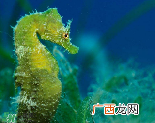 孕妇能吃海马吗？孕妇能不能吃海马？