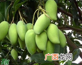 孕妇能吃青芒果吗？孕妇可以吃青芒果吗？