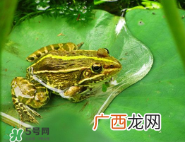 孕妇能吃青蛙吗？孕妇可以吃青蛙吗？