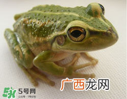 孕妇能吃青蛙吗？孕妇可以吃青蛙吗？