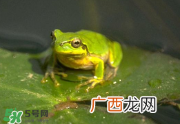 孕妇能吃青蛙吗？孕妇可以吃青蛙吗？