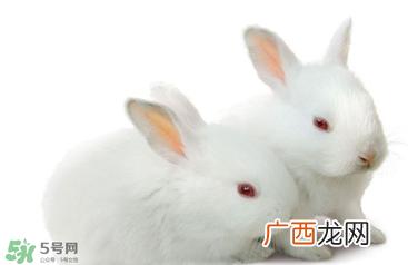 孕妇吃兔肉宝宝真的会长兔唇吗？孕妇吃兔子肉会得兔唇吗？