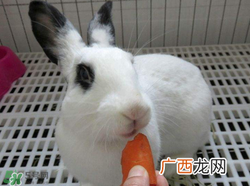 孕妇吃兔肉宝宝真的会长兔唇吗？孕妇吃兔子肉会得兔唇吗？