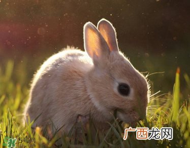 孕妇吃兔肉宝宝真的会长兔唇吗？孕妇吃兔子肉会得兔唇吗？