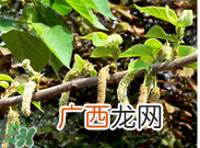 蒸构树花儿孕妇可以吃吗？孕妇可以吃蒸构树花儿吗？