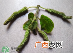 蒸构树花儿孕妇可以吃吗？孕妇可以吃蒸构树花儿吗？