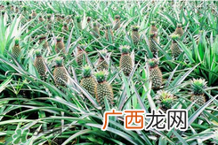孕妇为什么不能吃菠萝？孕妇不能吃菠萝的原因