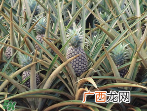 孕妇为什么不能吃菠萝？孕妇不能吃菠萝的原因