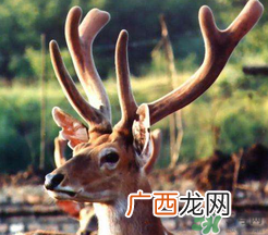 鹿茸熬鸡起什么功效？鹿茸鸡汤的功效