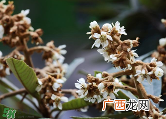枇杷花孕妇能喝吗？枇杷花孕妇可以喝吗？